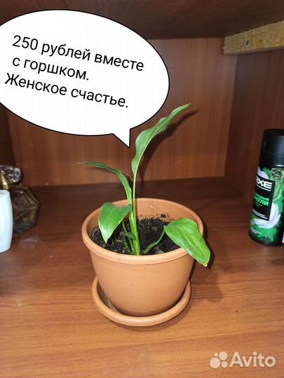 Комнатные растения и цветы