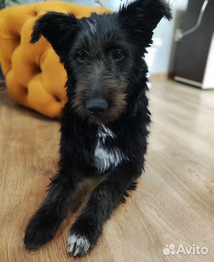 Дарю собаку