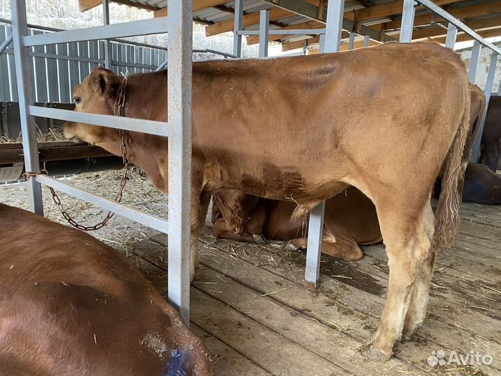 Бычки на откорм