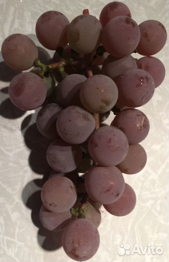 Черенки винограда (чубуки)