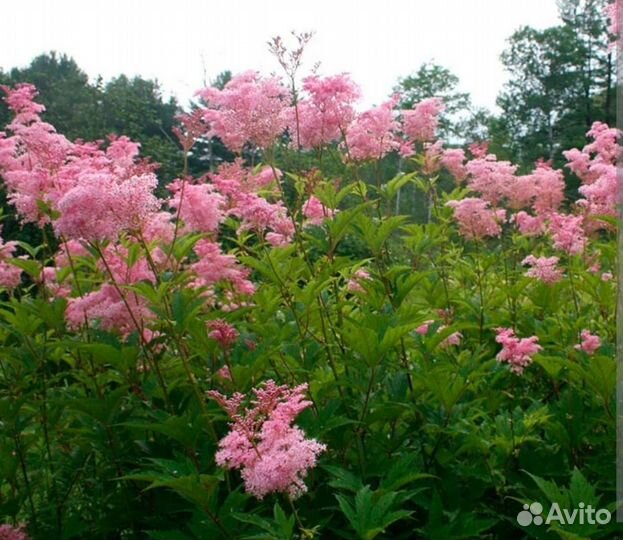 Норвежская малина, ремонтантная малина,лук шнитт