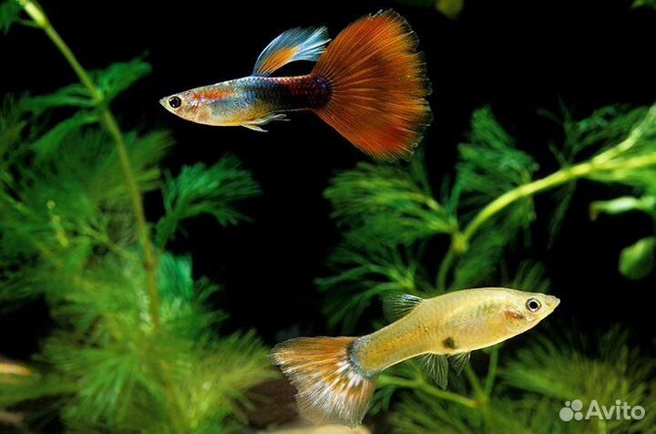 Аквариумные рыбки гуппи