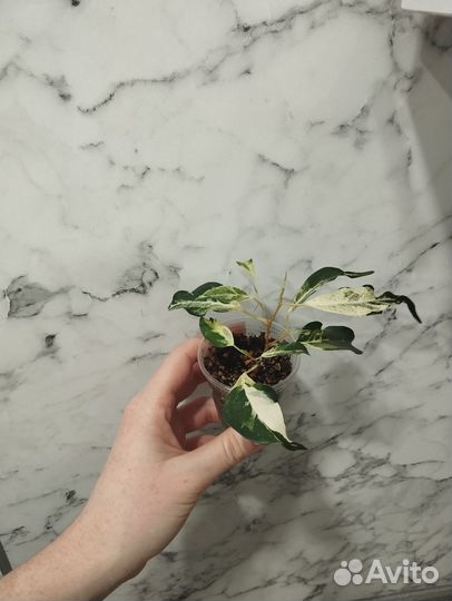 Фикус керли