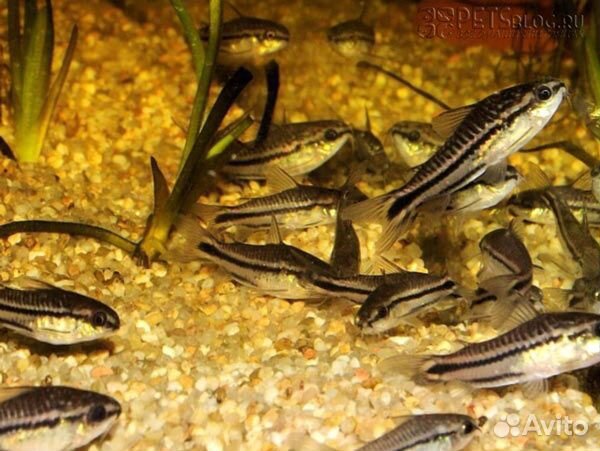 Сом Воробей. Сом Пигмей. Аквариум. Рыбки
