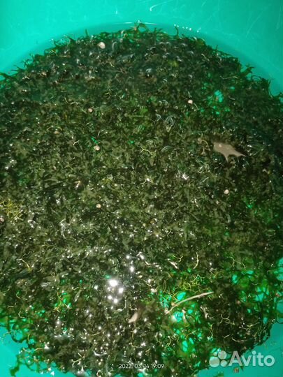 Аквариумные растения