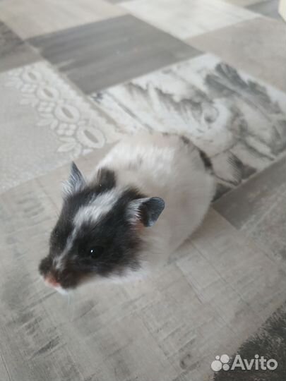 Сирийский хомяк