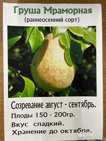 Саженцы плодовых деревьев