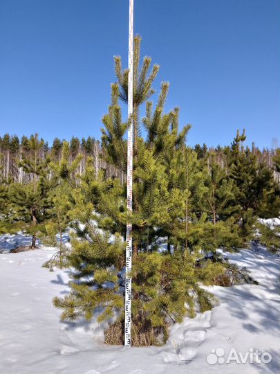 Сосна обыкновенная