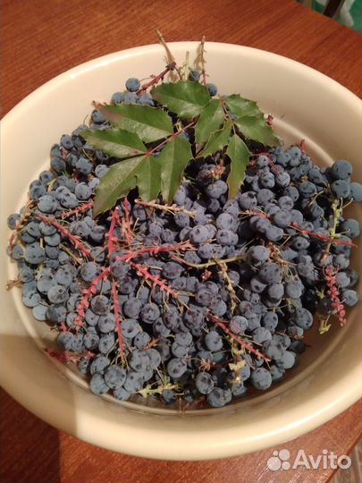 Магония падуболистная