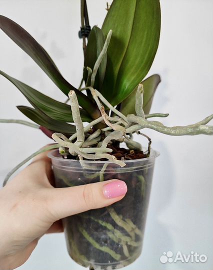 Орхидея goddess d12/45 2 цветоноса