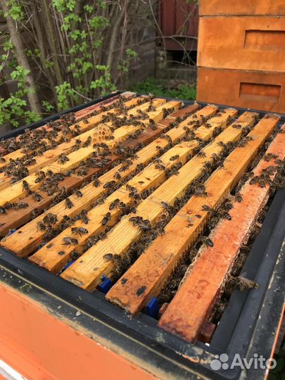 Пчелосемьи Карника на высадку