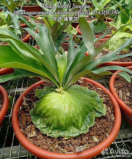 Platycerium(madagascariens x aiciconeAfrica) Darwi