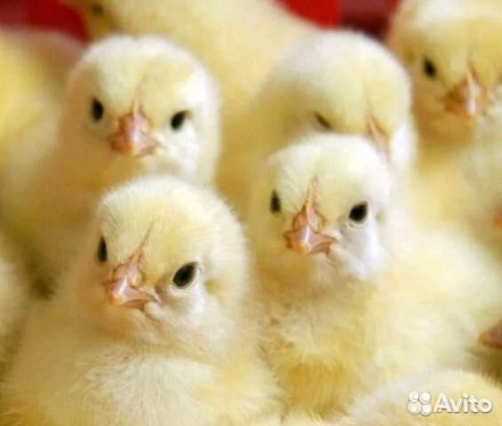 Бройлер суточный