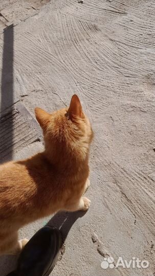 Рыжий котик в добрые руки