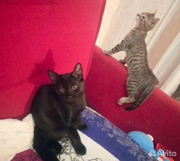 Красавица черная пантерка 3 мес