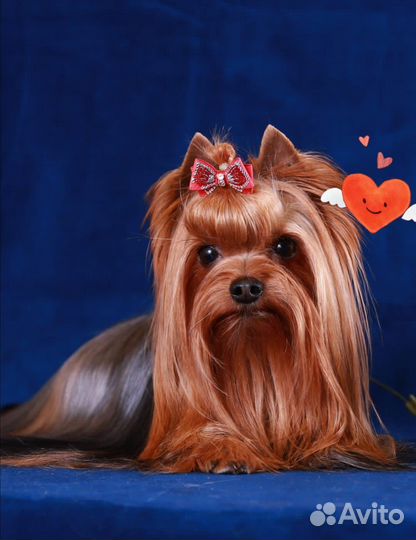 Йоркширский терьер