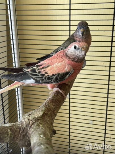 Розовобрюхие попугаи боурки