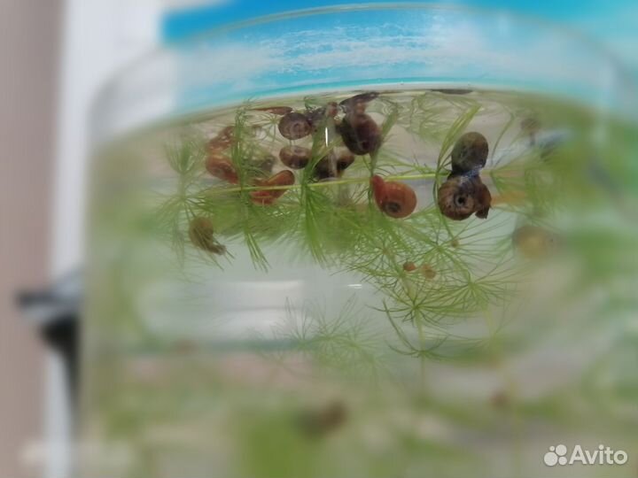 Улитки катушка аквариумные