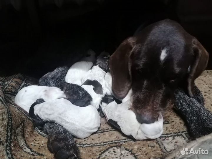 Щенки дратхаара