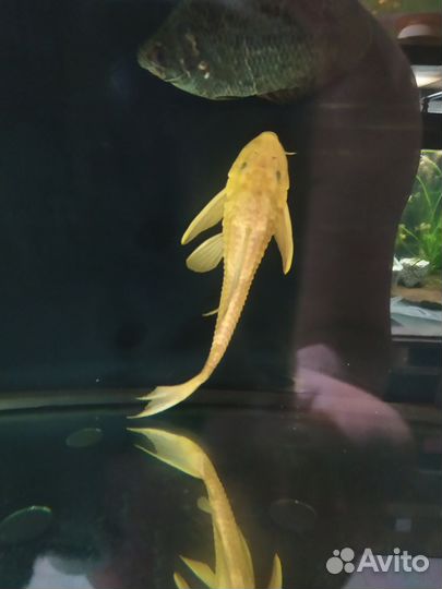 Аквариумные рыбы и растения