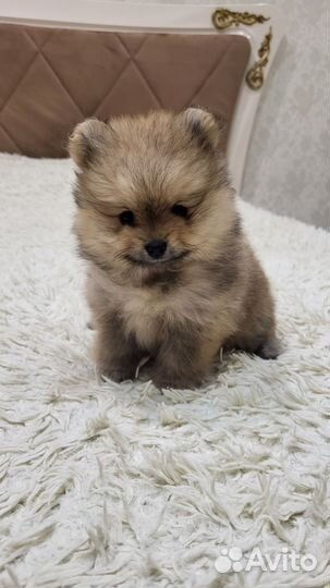 Померанский шпиц