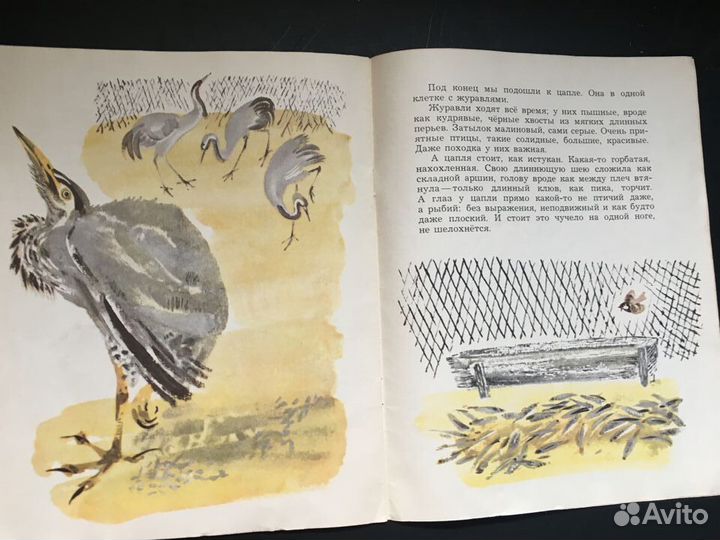 Цапля, Чарушин, 1976