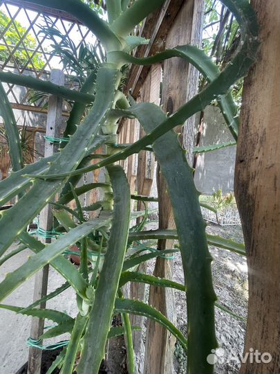 Алоэ лечебный