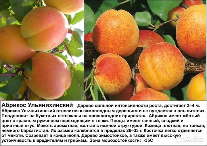 Саженцы абрикос
