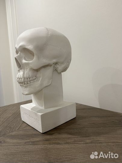 Череп гипс