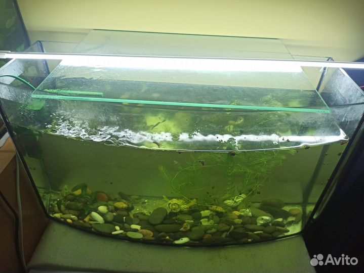 Аквариум 40-50 литров