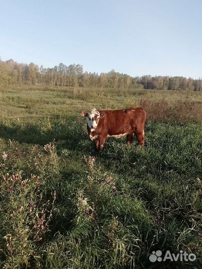 Продажа крс