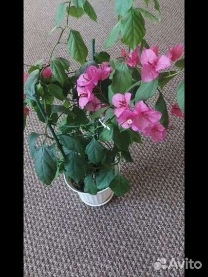 Домашние цветы