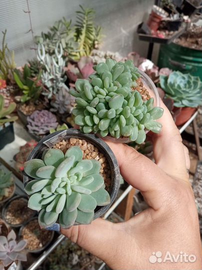 Суккуленты пахиверия эхеверия
