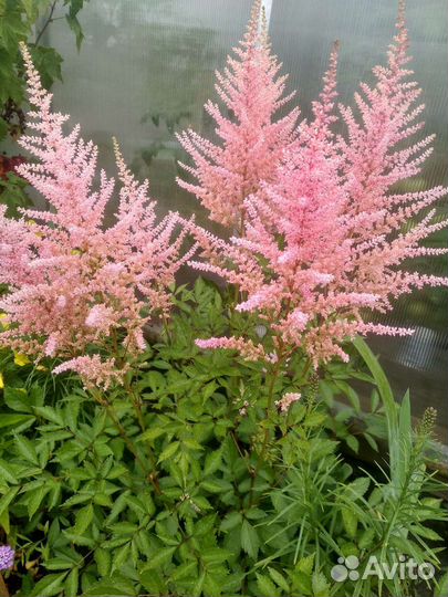 Астильба 3х видов