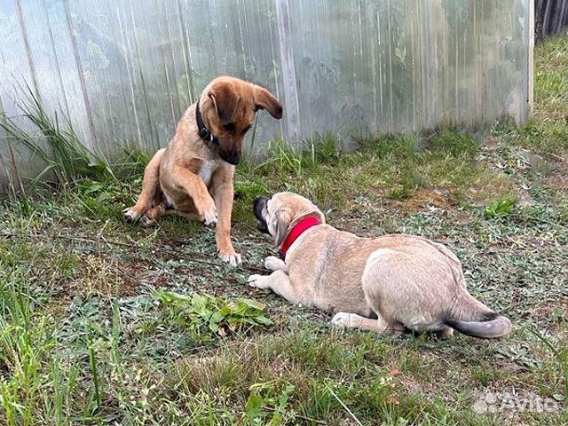 Две девчушки-красотушки и храбрый братик