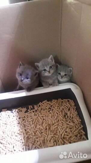 Британские котята