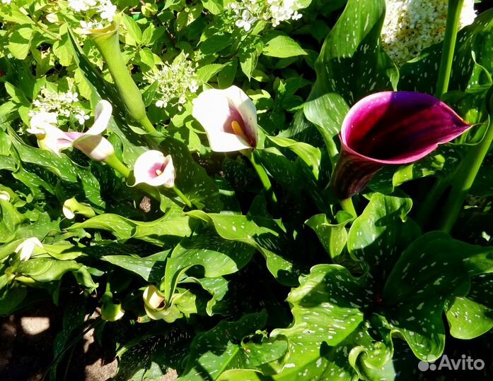 Каллы сортовые клубни луковицы