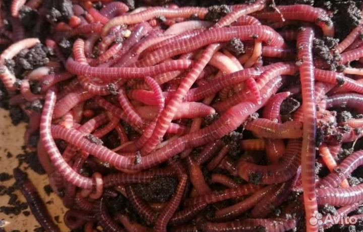 Черви навозные