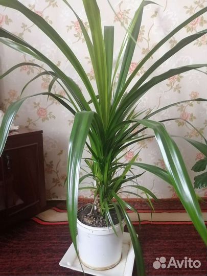 Панданус (винтовая пальма)