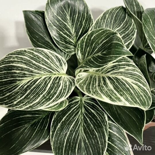 Филадендрон 