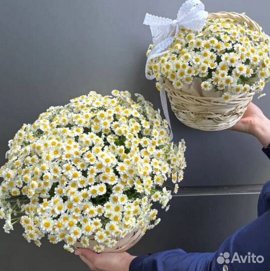 Матрикария