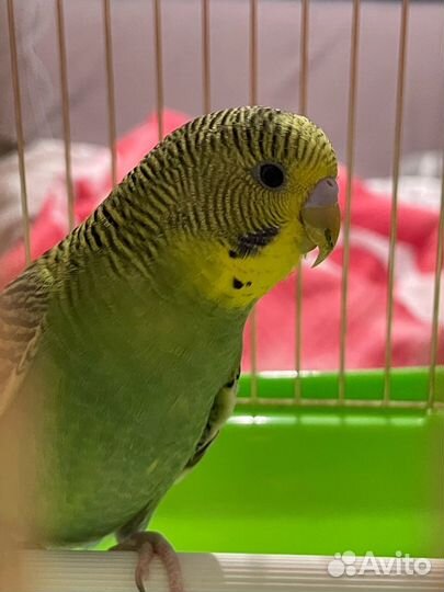 Волнистый попугай с клеткой
