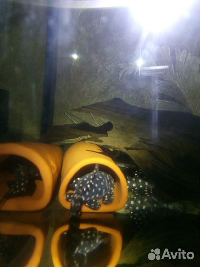 Номерные сомы