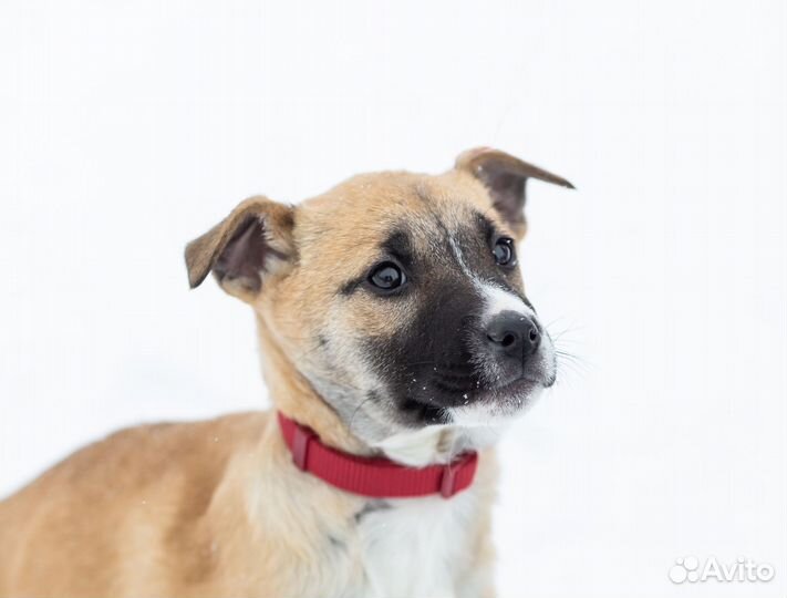 Щенок девочка ищет дом