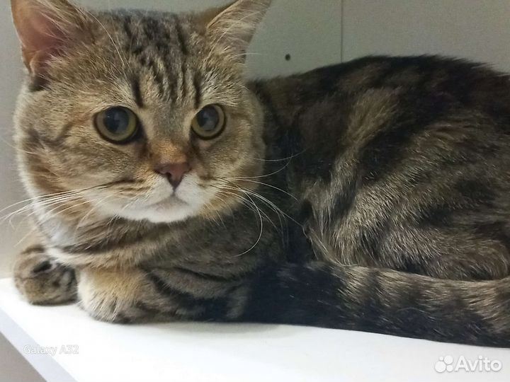 Шотландский кот на вязку