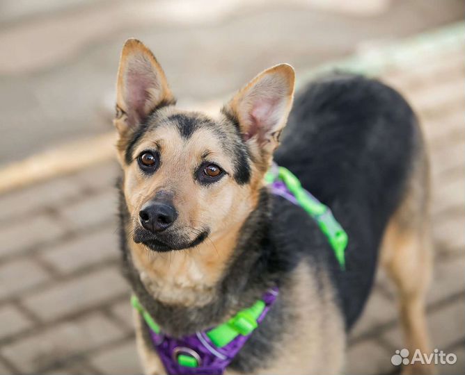 Ласковая девочка дворянка