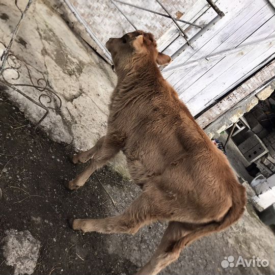 Бычки и телки