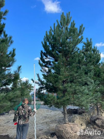 Чернозем первый сорт,перегной крс,1/20м3,мешками