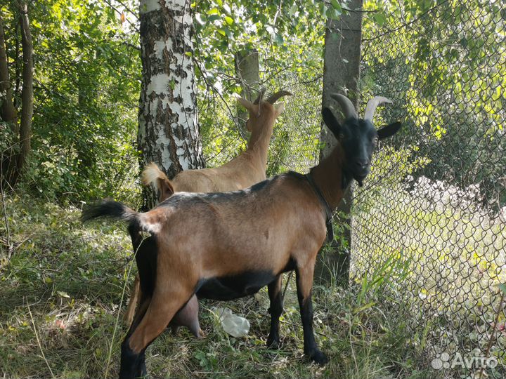 Козочки и козлята породистые