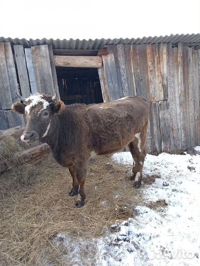 Телки стельные